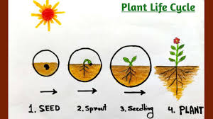 What are the 5 stages of a plant life cycle. Plant Life Cycle Poster Drawing How To Draw Plant Life Cycle How To Draw Seed Germination Process Youtube