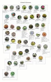 Here are some of the more common types of cacti. Cactus And Tender Succulents Forum Help With A List Of Succulents Garden Org Succulents Planting Succulents Succulent Names