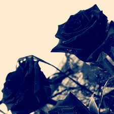 Download blue rose transparent and use any clip art,coloring,png graphics in your website, document or presentation. Aesthetic Black Rose Gif Novocom Top
