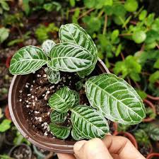 Image result for Psychotria cinerea