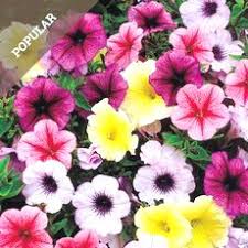 Maybe you would like to learn more about one of these? Buy Bedding Plants Affordable Gardens4you Co Uk