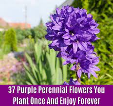 I have them growing in several of my flower beds. 37 Purple Perennial Flowers You Plant Once And Enjoy Forever