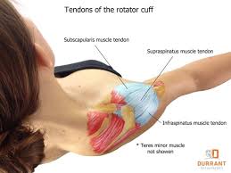 Image result for Rotator Cuff Tendonitis