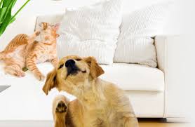 Check spelling or type a new query. Comment Traiter L Habitat Contre Les Puces Wanimoveto