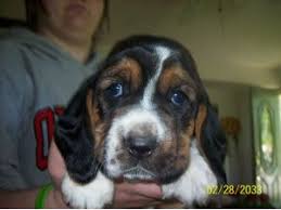 Athletic pack hunter developed in medieval france. Basset Hound Puppies In Ohio
