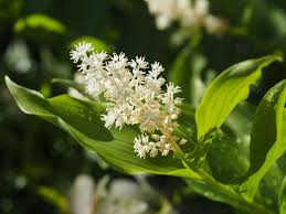 Der vokser planter alle vegne og man der findes stauder, som blomstrer hen over sommeren, og som både kan tåle tørke og skygge. Taler Skygge Moseplassen