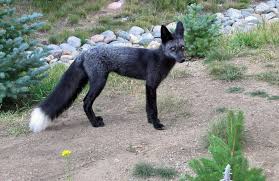 We did not find results for: Red Fox Coat Colour Wildlife Online