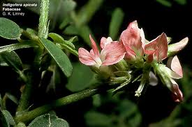 Image result for Indigofera drepanocarpa