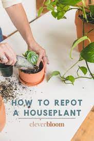 How To Repot A Houseplant The Right Way Plants House Plants Plant Care Houseplant
