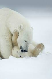 Playtime With Mom Polar Bear Baby Polar Bears Animals Wild