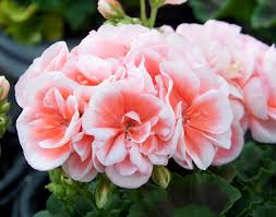 Ze hebben vaak een langdurige bloei. Pelargonium Jessy