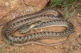 Lined Coachwhip Snake Lizard Lined
