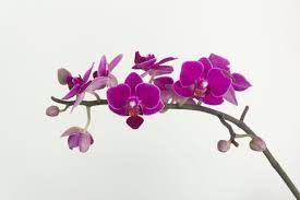 Buy orchids and tropical flowers, save up to 50%! 20 Types Of Orchids To Use As Houseplants