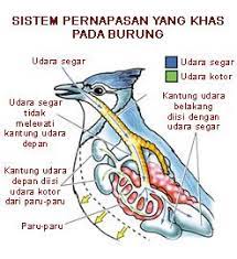 Alat seka ini dimasukkan ke dalam hidung menuju nasofaring. Bab 18 Pernafas Hewan Manusia Xi Biologi Klaten