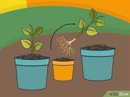 Maybe you would like to learn more about one of these? 3 Ways To Grow A Chilli Plant From A Seed Wikihow
