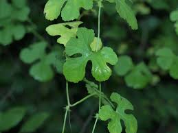 Image result for Ctenolepis