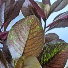 Image result for Euphorbia umbellata