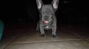 $1 (chicago) pic hide this posting restore restore this posting. Puppy Scam Victim Warns Others Looking For Pets Online Whas11 Com