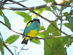 The latter population has a yellow (not white). Photos Black Faced Dacnis Dacnis Lineata Birds Of The World