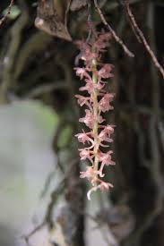 Image result for Rhipidoglossum rutilum