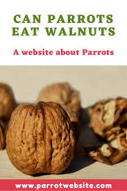 Birds can eat cranberries but they may not want to because of the sour taste. Can Parrots Eat Walnuts Eat Walnuts Roasted Walnuts
