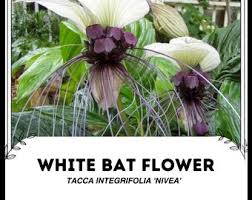 Image result for Xerophyta suaveolens