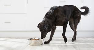 Is wet dog food bad for pups? Senior Dog Food What Is The Best Thing To Feed An Old Dog Bechewy