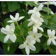 Follow The Growing Tips And Care Guide For Arabian Jasmine In Pots And Outdoors In Ground With Attention To Wateri Arabian Jasmine Jasmine Flower Jasmine Plant