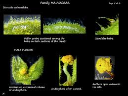 Image result for Sterculia quinqueloba