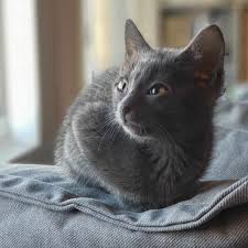 High noon coons home raised maine coon kittens. How To Foster Kittens Ottsworld Unique Travel Experiences