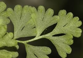 Image result for Samanea leptophylla