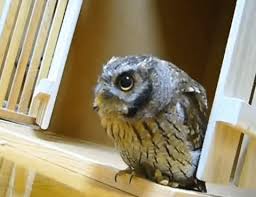 Join with us and share your own inspiration. Best Dramatic Owl Gifs Gfycat