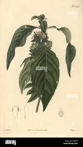 Image result for Phaulopsis imbricata