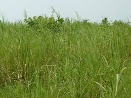 Image result for Echinochloa pyramidalis