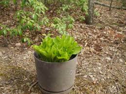 But the hostas do not tolerate drought and high temperatures which cause the foliage to dry. How Hosta Plants Grow Photo Guide From Sprouts To Blooms Dengarden