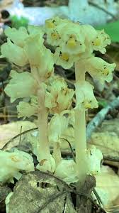 Image result for Monotropa  hypopitys
