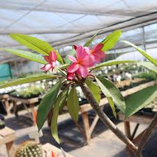 Image result for Plumeria rubra