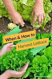 When To Harvest Lettuce How To Do It Correctly How To Harvest Lettuce Growing Lettuce Planting Lettuce