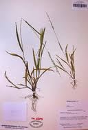 Image result for Ehrharta erecta