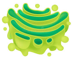 We did not find results for: Golgi Apparatus Stock Illustrations 334 Golgi Apparatus Stock Illustrations Vectors Clipart Dreamstime