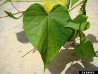 Image result for Ipomoea turbinata