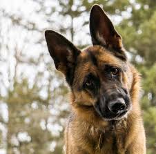It has to be said, that head tilting is probably one of a german shepherd's cutest characteristics. Luna Curious German Shepherd Dog Head Tilt Canine At Patri Flickr
