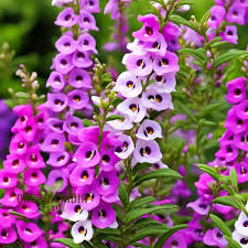 Image result for Angelonia