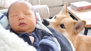 ɕiba inɯ) is a breed of hunting dog from japan. Shiba Dog Meets Baby Brother Youtube