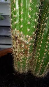 Fungal infections, white fuzz, mealybugs. What Are Those Brown White Spots On My Cactus Gardening Landscaping Stack Exchange