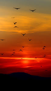 Birds In Sunset Wallpaper Iphone Android Desktop Backgrounds Join now to share and explore tons of collections of awesome wallpapers. birds in sunset wallpaper iphone