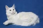 Turkish Angora Cat Breed Information - Vetstreet