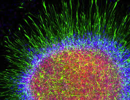 Massive Brain Map Should Include Star Cells Researcher Argues Brain Art Things Under A Microscope Brain Mapping