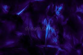 Maybe you would like to learn more about one of these? Beautiful Abstract Texture Close Up Color Black Purple And Blue Feathers Background And Wallpaper Stock Image Image Of Color Gray 155591955