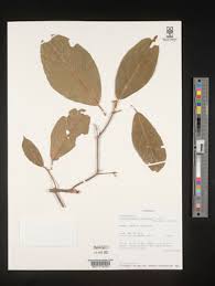 Image result for Clerodendrum fasciculatum